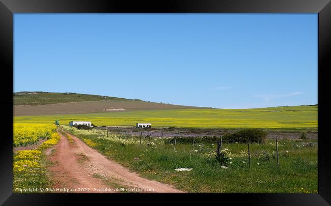 Canola Farm, Darling, Landscape, South Africa  Framed Print by Rika Hodgson