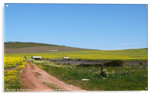 Canola Farm, Darling, Landscape, South Africa  Acrylic by Rika Hodgson