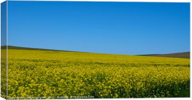 Canola Flowers, Darling, South Africa, Landscape Canvas Print by Rika Hodgson