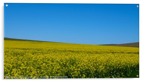 Canola Flowers, Darling, South Africa, Landscape Acrylic by Rika Hodgson