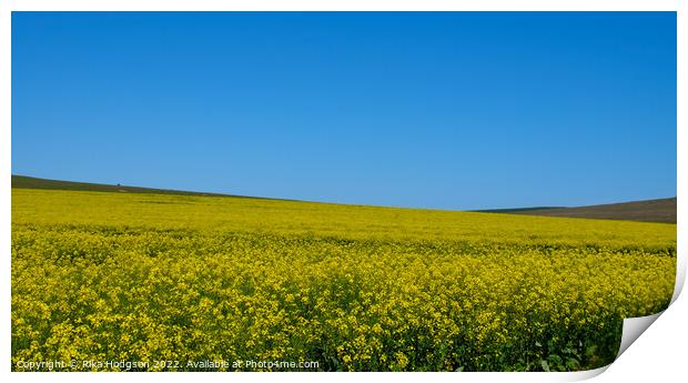 Canola Flowers, Darling, South Africa, Landscape Print by Rika Hodgson