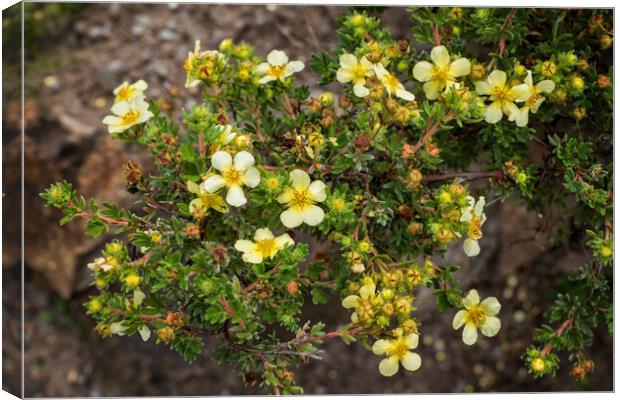 Potentilla Glabra Plant With Flowers And Buds Canvas Print by Artur Bogacki