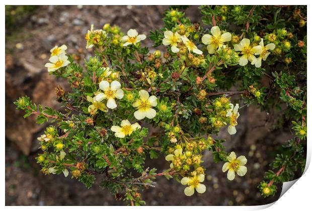 Potentilla Glabra Plant With Flowers And Buds Print by Artur Bogacki