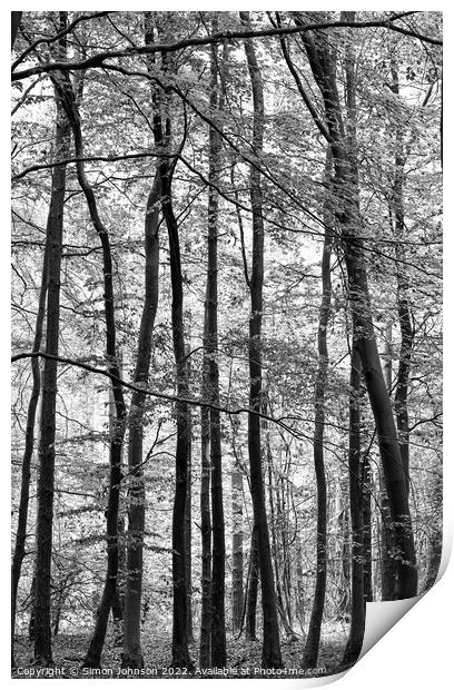 woodland in monochrome Print by Simon Johnson