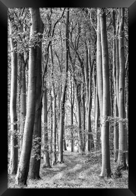 woodland scene in monochrome  Framed Print by Simon Johnson