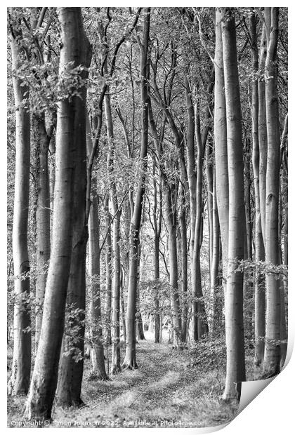 woodland scene in monochrome  Print by Simon Johnson