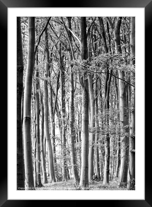 Crowded Woodland Framed Mounted Print by Simon Johnson