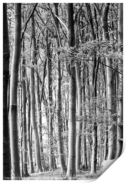 Crowded Woodland Print by Simon Johnson