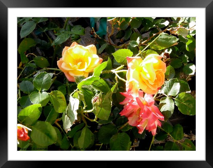 Colourful roses Framed Mounted Print by Stephanie Moore