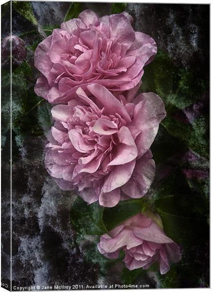 Frosted Camellias Canvas Print by Jane McIlroy