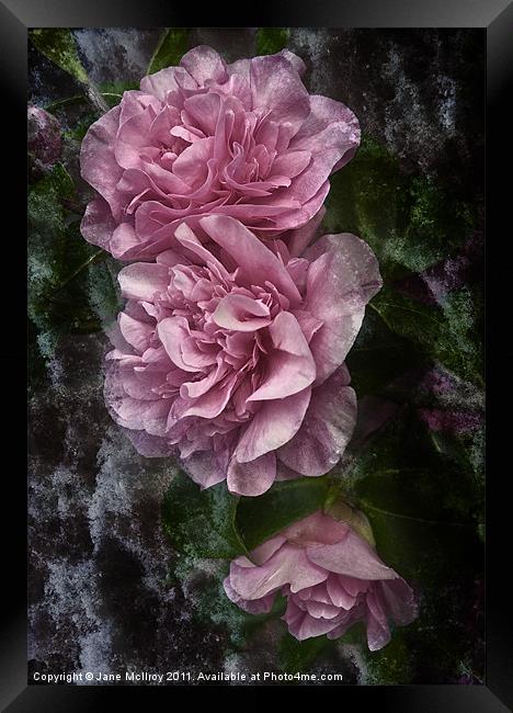 Frosted Camellias Framed Print by Jane McIlroy