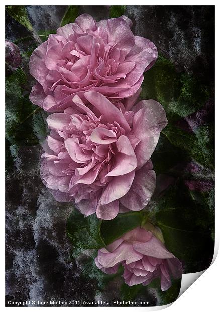 Frosted Camellias Print by Jane McIlroy