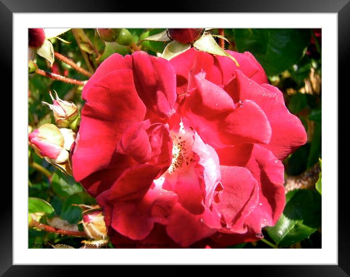 Red rose Framed Mounted Print by Stephanie Moore