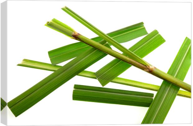 Lemongrass Leaves on White Background Canvas Print by Antonio Ribeiro