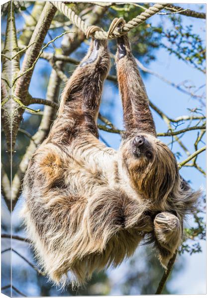 Two-toed sloth scratching Canvas Print by Jason Wells