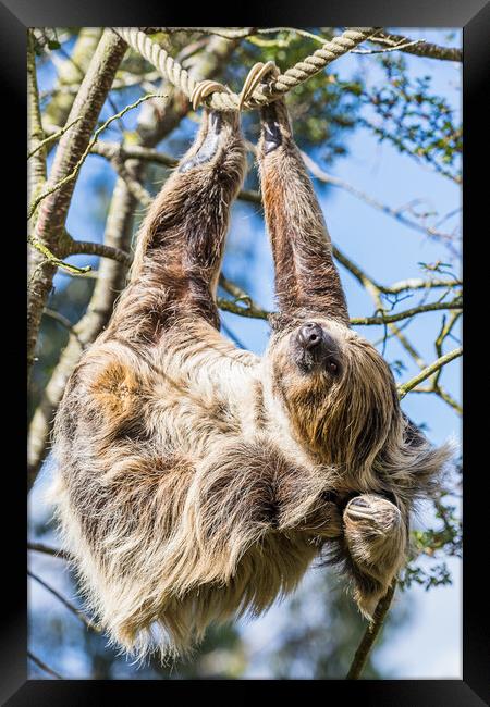 Two-toed sloth scratching Framed Print by Jason Wells