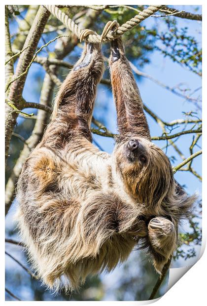 Two-toed sloth scratching Print by Jason Wells