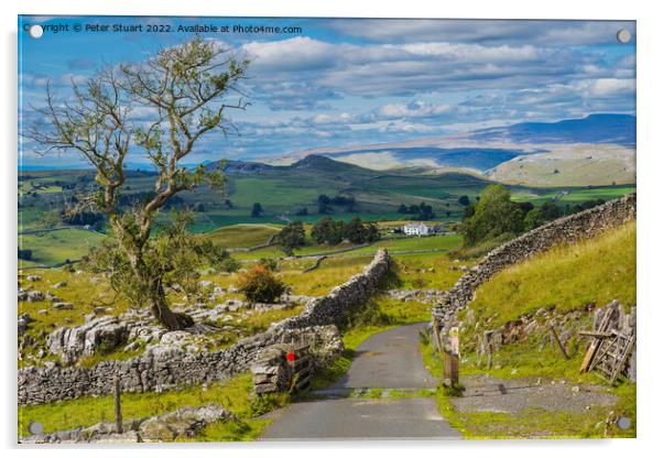 Lone tree at Winskill Sones above Langcliffe in the Yorkshire Da Acrylic by Peter Stuart