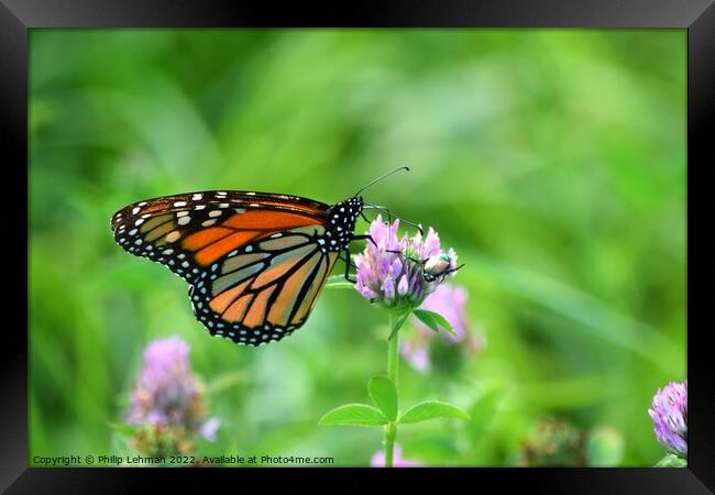 Monarch in clover field (1A) Framed Print by Philip Lehman