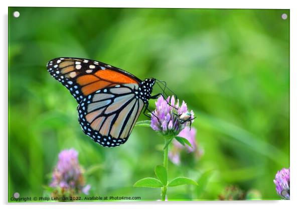 Monarch in clover field (2A) Acrylic by Philip Lehman