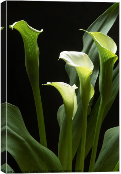 A beautiful white Peace Lily plant  Canvas Print by Joy Walker