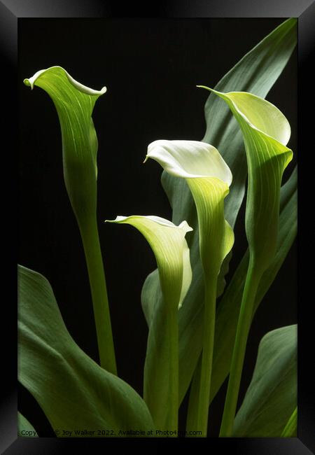 A beautiful white Peace Lily plant  Framed Print by Joy Walker