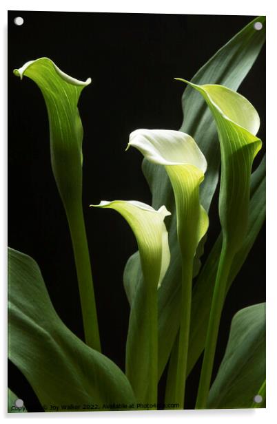 A beautiful white Peace Lily plant  Acrylic by Joy Walker