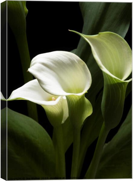 White Peace Lily blooms Canvas Print by Joy Walker