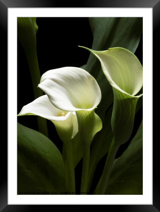White Peace Lily blooms Framed Mounted Print by Joy Walker