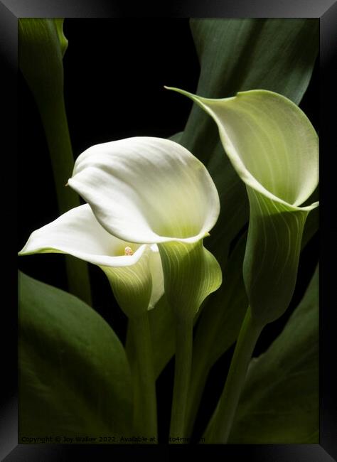 White Peace Lily blooms Framed Print by Joy Walker