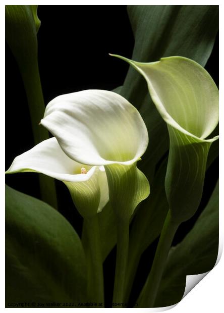 White Peace Lily blooms Print by Joy Walker