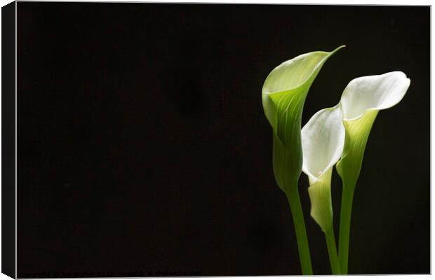 White Peace lily Canvas Print by Joy Walker