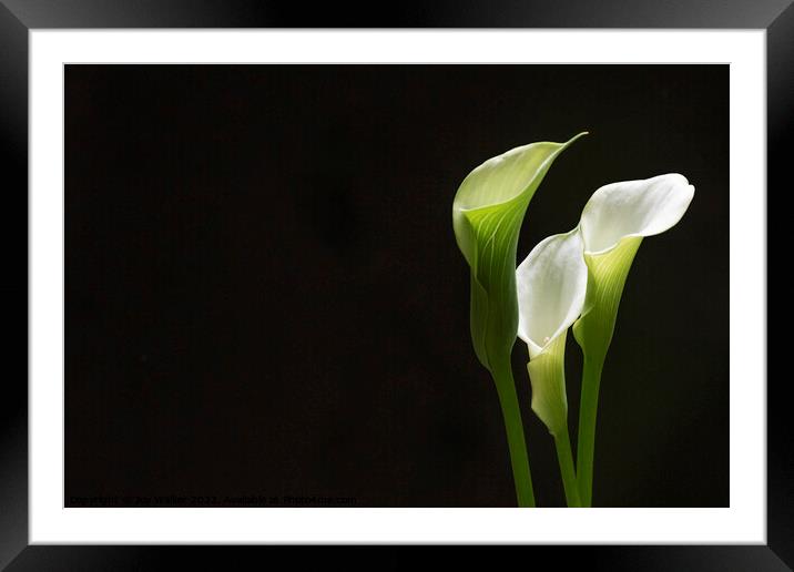 White Peace lily Framed Mounted Print by Joy Walker