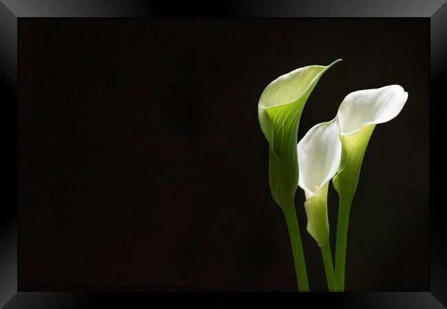 White Peace lily Framed Print by Joy Walker