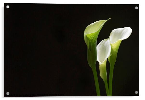 White Peace lily Acrylic by Joy Walker