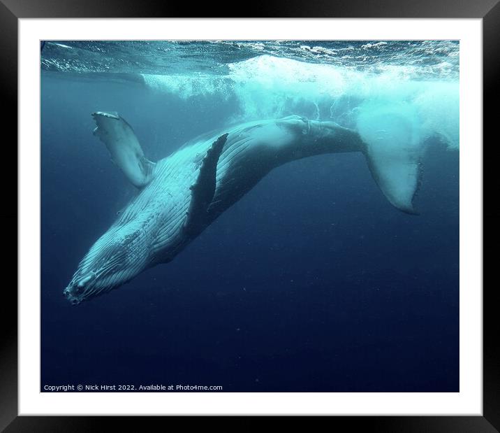 Humpback Whale Calf Framed Mounted Print by Nick Hirst