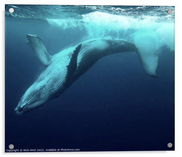 Humpback Whale Calf Acrylic by Nick Hirst