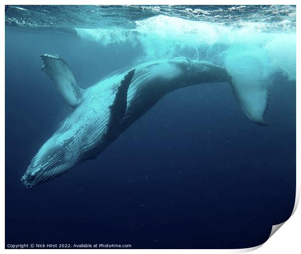 Humpback Whale Calf Print by Nick Hirst