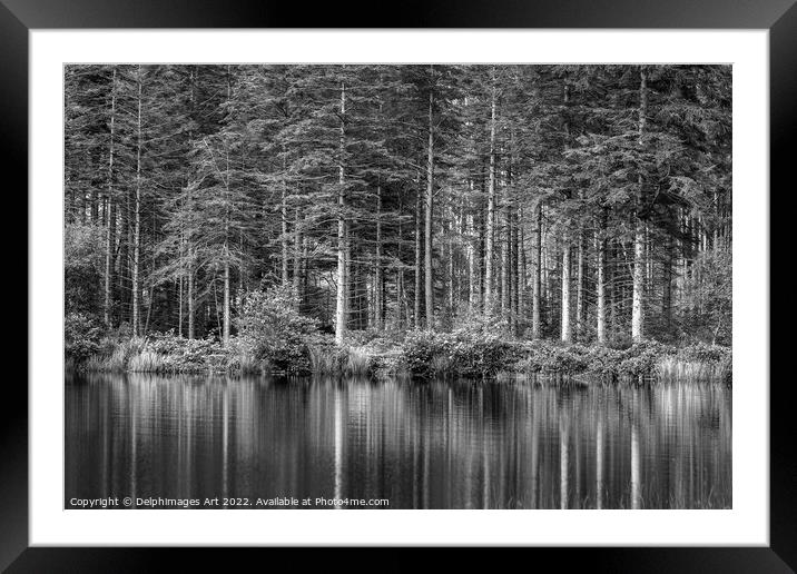 Pine tree reflections at Lochan near Glencoe, blac Framed Mounted Print by Delphimages Art