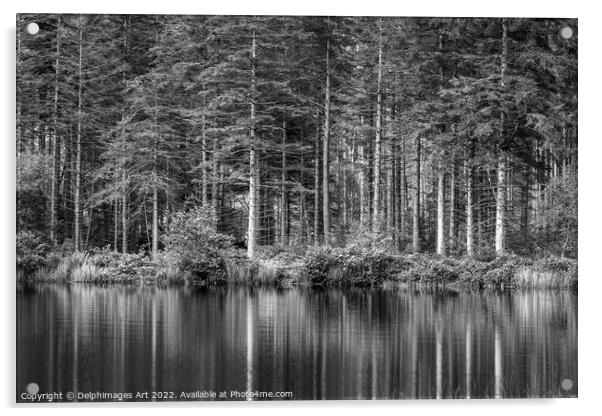 Pine tree reflections at Lochan near Glencoe, blac Acrylic by Delphimages Art