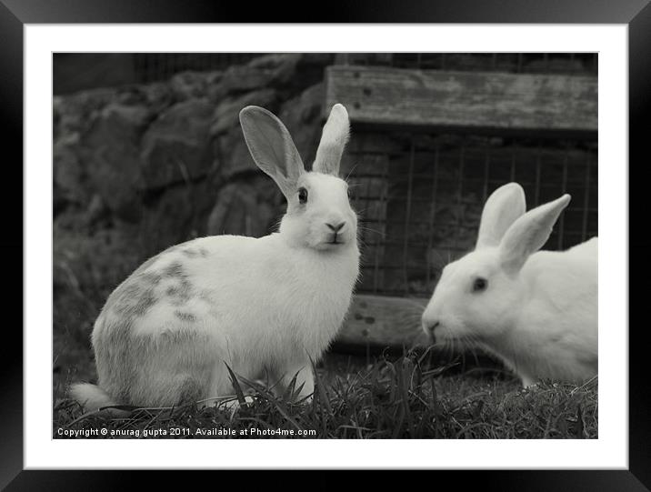 white rabbits Framed Mounted Print by anurag gupta