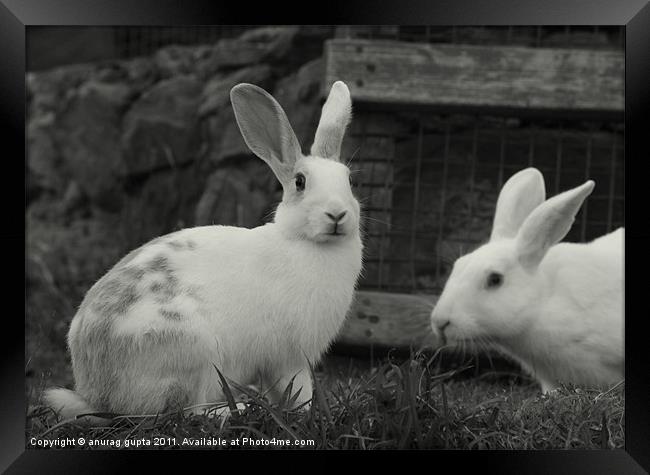 white rabbits Framed Print by anurag gupta