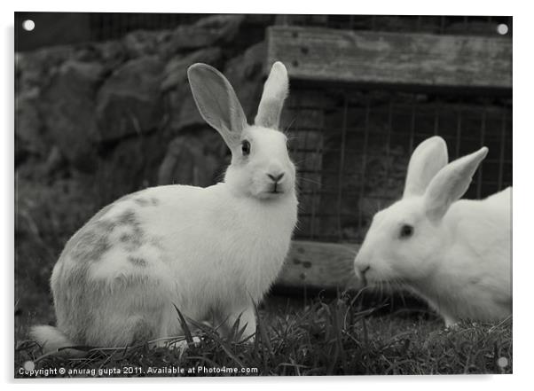 white rabbits Acrylic by anurag gupta