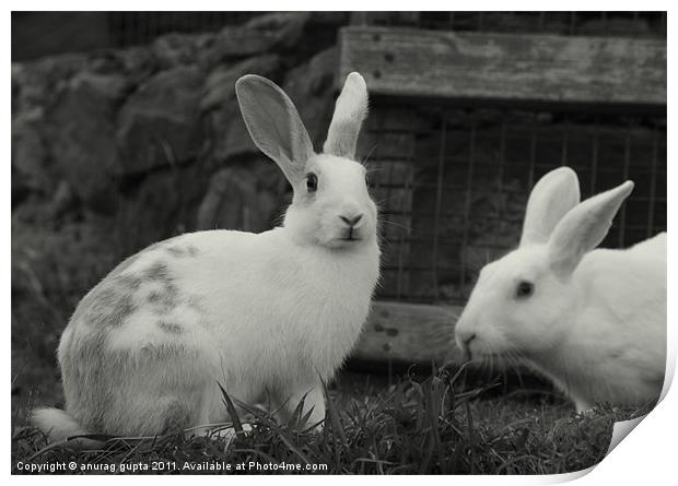 white rabbits Print by anurag gupta