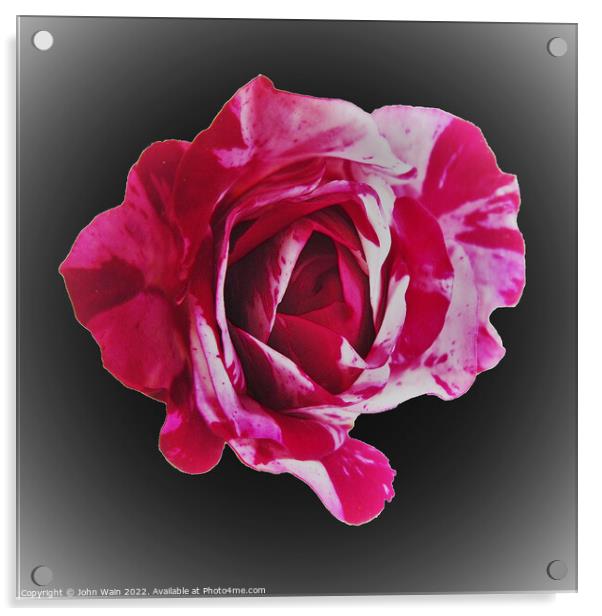 Rosa Scentimental (Digital Art) Acrylic by John Wain