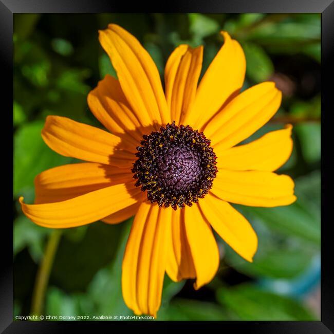 Rudbeckia Framed Print by Chris Dorney