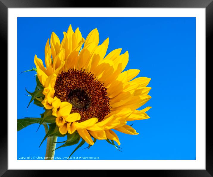 Sunflower Framed Mounted Print by Chris Dorney