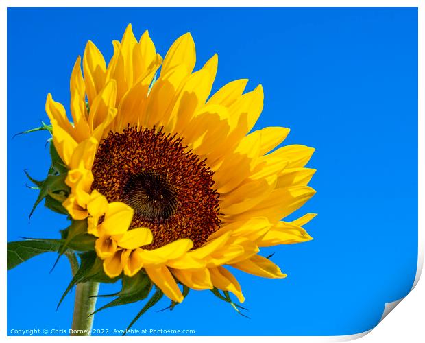 Sunflower Print by Chris Dorney