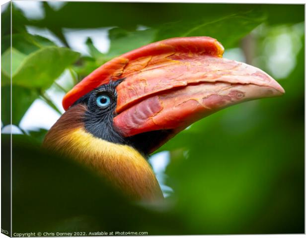 Rufous Hornbill Canvas Print by Chris Dorney