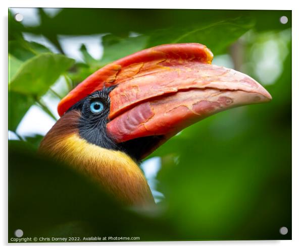Rufous Hornbill Acrylic by Chris Dorney